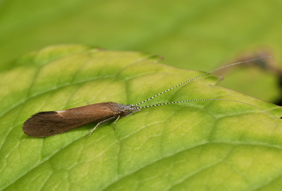 Leptoceridae:  Ceraclea cfr. dissimilis